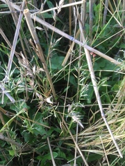 Anthoxanthum aristatum