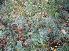 Artemisia sericea