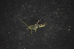 Schistocerca albolineata