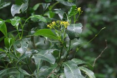 Psychotria capensis