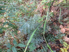 Artemisia sericea