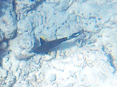 Acanthurus nigricauda