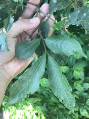 Alectryon subcinereus