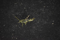 Schistocerca albolineata