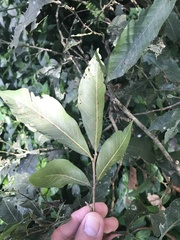 Alectryon subcinereus