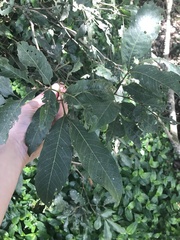 Alectryon subcinereus