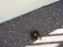 Aphonopelma chalcodes