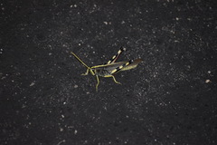 Schistocerca albolineata