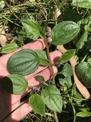 Hackelia latifolia