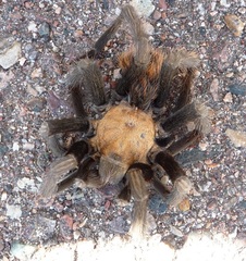 Aphonopelma chalcodes