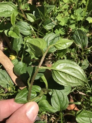 Hackelia latifolia