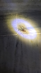 Loxosceles rufescens