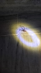 Loxosceles rufescens