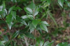 Trichocladus ellipticus