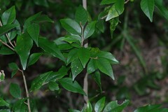 Trichocladus ellipticus