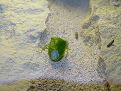 Nezarini