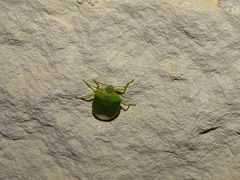 Nezarini