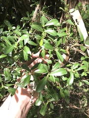 Psychotria daphnoides