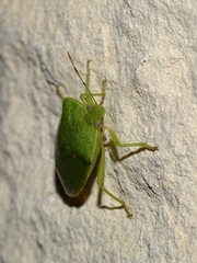 Nezarini