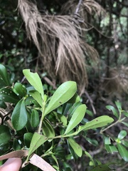 Psychotria daphnoides