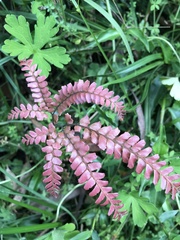 Adiantum hispidulum
