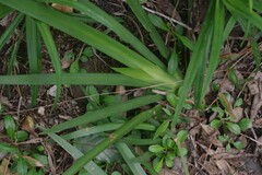 Dietes iridioides