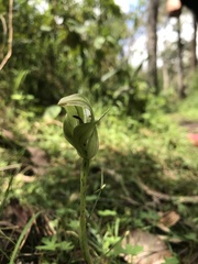 Pterostylis curta