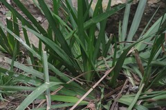 Dietes iridioides