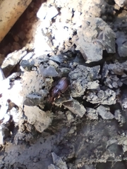 Poecilus cupreus
