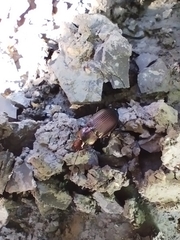 Poecilus cupreus