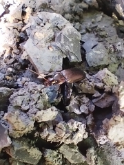 Poecilus cupreus