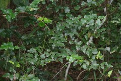Halleria lucida