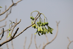 Gyrocarpus americanus