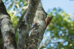 Sittasomus griseicapillus