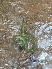 Tropidolaemus wagleri