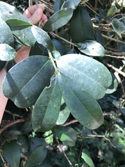 Baloghia inophylla