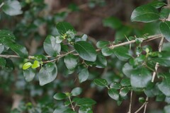 Canthium spinosum