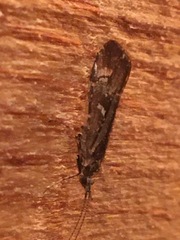Glyphopsyche irrorata