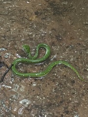 Tropidolaemus wagleri