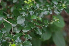 Canthium spinosum