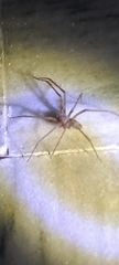 Loxosceles rufescens