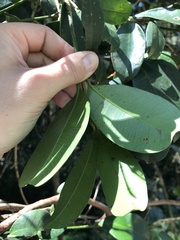 Baloghia inophylla