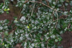 Canthium spinosum