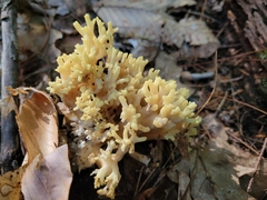 Ramaria rasilispora