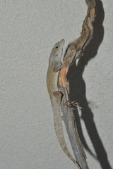 Anolis jubar albertschwartzi