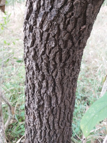 Ozoroa obovata var. elliptica image