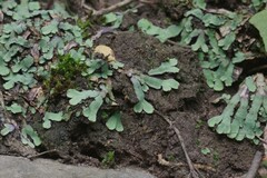 Plagiochasma rupestre rupestre