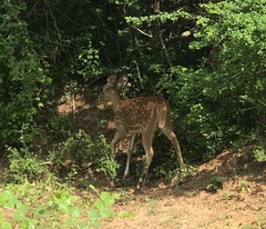 Axis axis ceylonensis