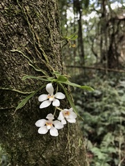 Sarcochilus falcatus