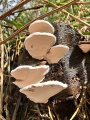 Ganoderma australe